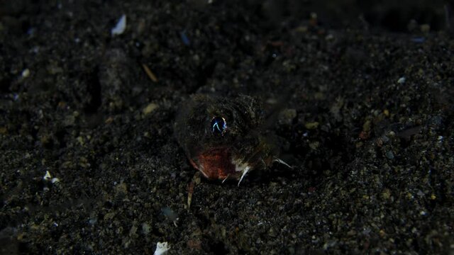 A nigh time Scorpionfish - Striped Stinger - Minous trachycephalus, hunting on the seabed. Underwater night life of Tulamben, Bali, Indonesia.
