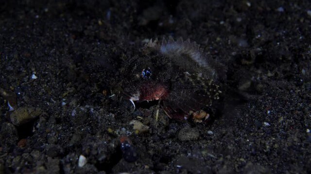A nigh time Scorpionfish - Striped Stinger - Minous trachycephalus, hunting on the seabed. Underwater night life of Tulamben, Bali, Indonesia.