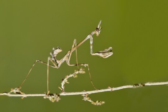 Neuroptera are an order of endopterygotic insects.