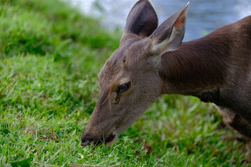 Sambar Deer (Rusa unicolor) in Thai National Parks is a large deer native to the Indian Subcontinent