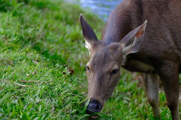 Naklejka na ściany i meble Sambar Deer (Rusa unicolor) in Thai National Parks is a large deer native to the Indian Subcontinent