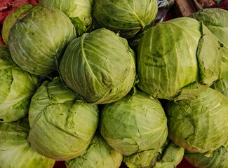 Cabbage, comprising several cultivars of Brassica oleracea, is a leafy green, red, or white biennial plant grown as an annual vegetable crop for its dense-leaved heads