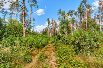 Fototapeta na wymiar Beautiful summer forest on a sunny day.