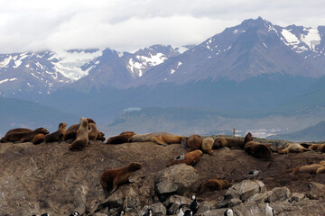 ウシュアイア水道の野生動物たち