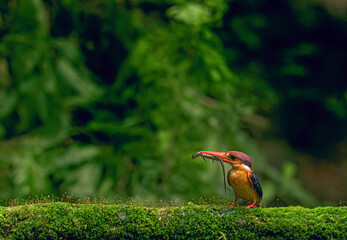 Oriental dwarf kingfisher