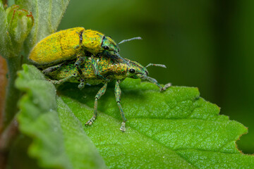 A pair of "Kumbang moncong" or gold-dust weevil (Hypomeces squamosus) the main pest for orchid plant and vegetables in southeast asia mating on green leaf