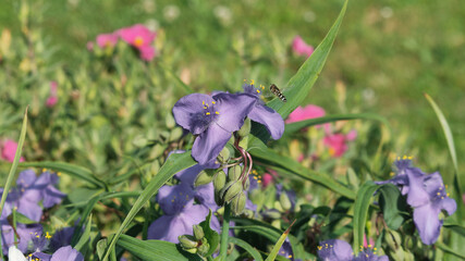(Scaeva pyrastri) Syrphe pyrastre ou syrphe du poirier en vol stationnaire au dessus d'une fleur...