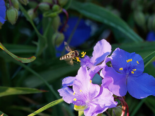 (Scaeva pyrastri) Syrphe pyrastre ou syrphe du poirier en vol stationnaire au dessus d'une fleur...