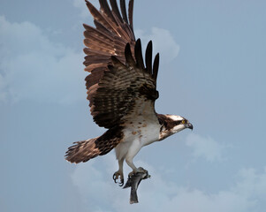 osprey bird with a fish. catch