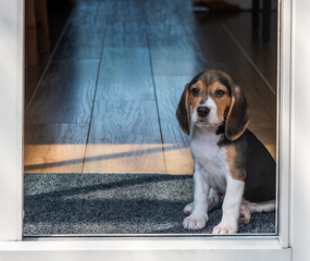 beagle puppy in the window