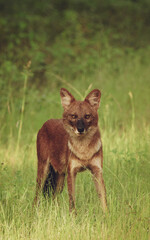 Indian wild dog