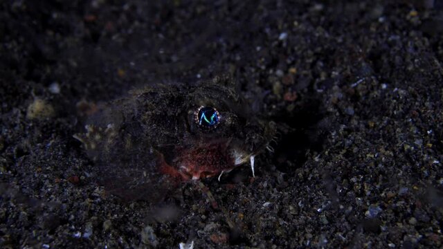 A nigh time Scorpionfish - Striped Stinger - Minous trachycephalus, hunting on the seabed. Underwater night life of Tulamben, Bali, Indonesia.