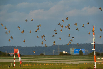 A flock of birds with many animals flies over the runway of the airport and affects the air traffic.
