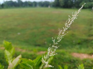 The pink rose has raindrops on it.