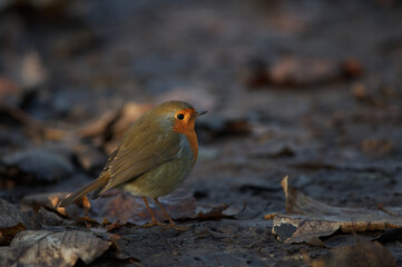 Rouge-gorge