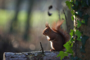 &Eacute;cureuil roux 