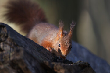 &Eacute;cureuil roux