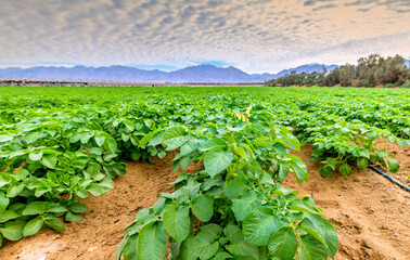 Field of potato with the first of blossoming flowers, Selective focus on the bud of flower, also...
