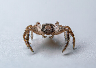 spider, White background, macro
