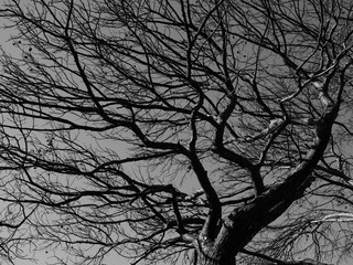 burned trees and dramatic landscape