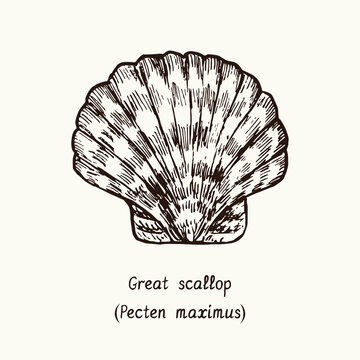 Great scallop (Pecten maximus) closed shell. Ink black and white doodle drawing in woodcut style with inscription.