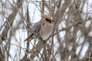 robin on a branch