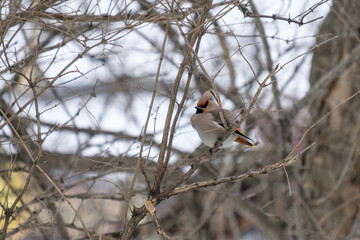 robin on a branch