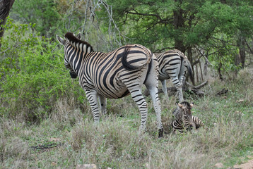 Fototapeta na wymiar Baby Plains Zebra lying in the high grass