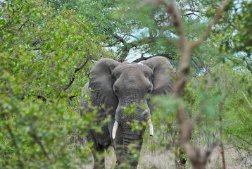 Big African elephant bull, Loxodonta, standing in the african bush