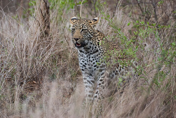 leopard, Panthera pardus, stalking through the dense african bush