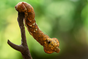 close up of caterpillar