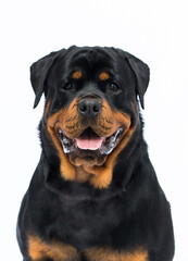 Rottweiler dog on a white background