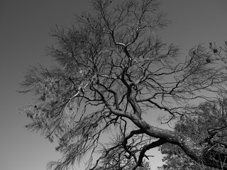 burned trees and dramatic landscape