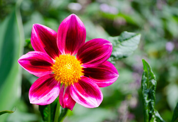 Close up Red pink Zinnia ‘Zany Rose Picotee" flower in a spring season at a botanical garden.