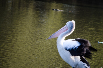 Obraz premium An alone Australian pelican standing at cook river, Sydney, Australia.