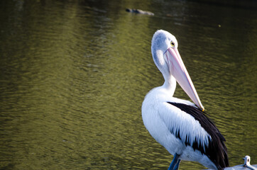 An alone Australian pelican standing at cook river, Sydney, Australia.