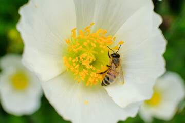 macro nature