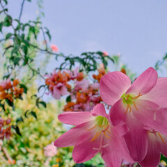 pink blossom in spring