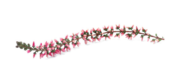 Sprig of heather with beautiful flowers isolated on white