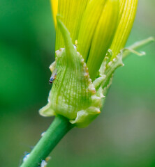 nature macro