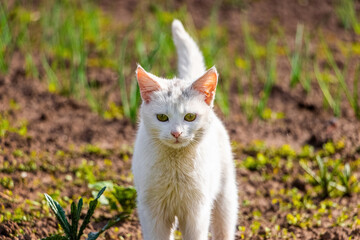 Naklejka na ściany i meble White cat walks in the garden on a sunny spring day