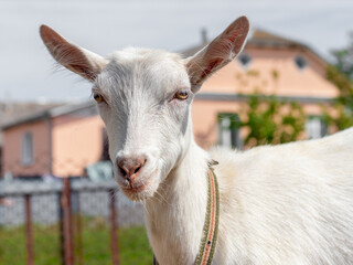 White goat with a leash on a pasture on a farm