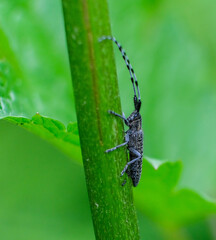 nature macro