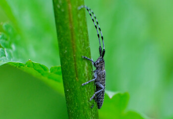 nature macro