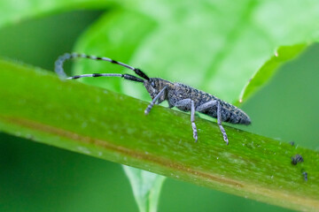 nature macro