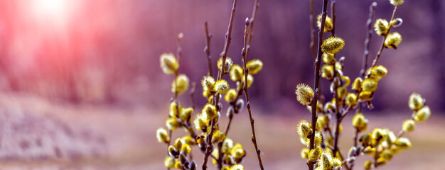 Willow branches with fluffy catkins in the woods in sunny weather at sunset