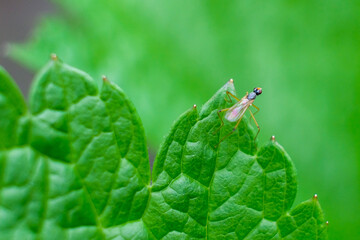 nature macro