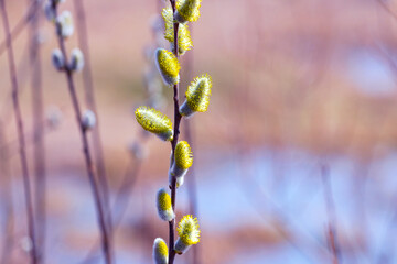 Willow branch with catkins near the river on a blurred background, Easter background