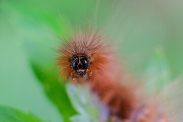 nature macro