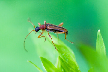 nature macro